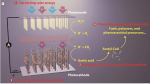 This break-through artificial photosynthesis systems has four general components: (1) harvesting solar energy, (2) generating reducing equivalents, (3) reducing CO2 to biosynthetic intermediates, and (4) producing value-added chemicals. 