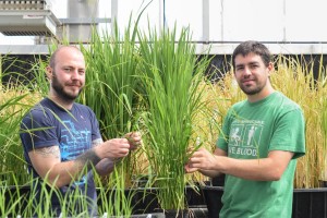 Benjamin Schwessinger and Rory Pruitt were co-lead authors of a Science Advances paper that described the identification of a bacterial signaling molecule which triggers immunity response in rice. (Photo by Daniel Caddell)