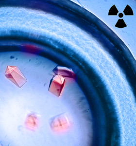  Crystals formed with the protein siderocalin and curium complexes exhibit bright red luminescence when exposed to UV light.