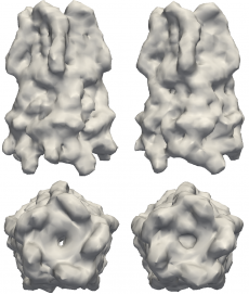 Structures to the left are models of the pentameric ligand-gated ion channel (pLGIC), which mediate fast synaptic communication by converting chemical signals into an electrical response. The structures on the right are reconstructions of pLGIC from FXS data using M-TIP. (Image Credit: Jeffrey J. Donatelli, Berkeley Lab)