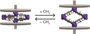 Space-filling models of cobalt-bdp MOF in the collapsed state (left) and CH4-expanded state (right). The purple, gray, blue, and white spheres represent Co, C, N, and H atoms, respectively.