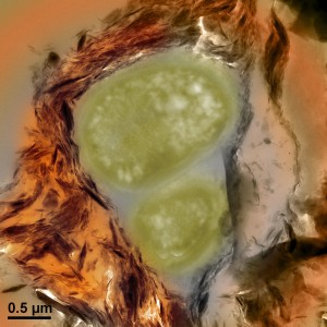 This colorized microscopy image hints at the complexity of microbial life. It shows two bacteria cells in soil. The bacteria glue clay particles together to protect themselves from predators. This also stabilizes soil and stores carbon that could otherwise enter the atmosphere. (Credit: Manfred Auer, Berkeley Lab)