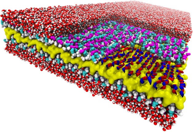 Snakes on a plane: This atomic-resolution simulation of a two-dimensional peptoid nanosheet reveals a snake-like structure never seen before. The nanosheet’s layers include a water-repelling core (yellow), peptoid backbones (white), and charged sidechains (magenta and cyan). The right corner of the top layer of the nanosheet has been “removed” to show how the backbone’s alternating rotational states give the backbones a snake-like appearance (red and blue ribbons). Surrounding water molecules are red and white. (Credit: Ranjan Mannige, Berkeley Lab)