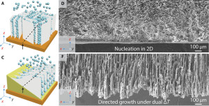 SEM images of xz cross-sections perpendicular to the cold finger show that in conventional freeze-casting (A&D), nucleation produces a disordered layer of ceramic particles. Under bidirectional freeze-casting (C&F), with dual temperature gradients, ice crystals grow both vertically and horizontally into a well-aligned lamellar structure. 