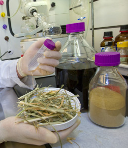 A one-pot process for producing ethanol from cellulosic biomass developed at JBEI gives unprecedented yields while minimizing water use and waste disposal. (Photo by Roy Kaltschmidt) 