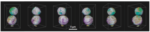 These 3D elemental association maps generated using transmission X-ray tomography show the cathode material made by Berkeley Lab Marca Doeff and her team using spray pyrolysis. 