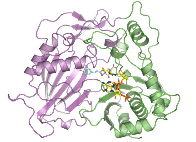 This illustration shows the molecular structure of HCT that was derived at Berkeley Lab's Advanced Light Source. The purple and green areas are two domains of the enzyme, and the multi-colored structures between the two domains are two molecules (p-coumaryl-shikimate and HS-CoA) in the binding site. New research shows this binding site is indiscriminate with the acceptor molecules it recruits, including molecules that inhibit lignin production. (Credit: Berkeley Lab)