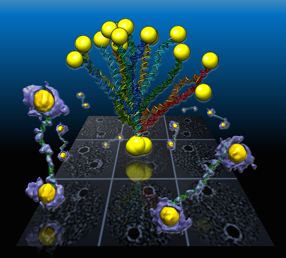 Illustration: In a Berkeley Lab-led study, flexible double-helix DNA segments connected to gold nanoparticles are revealed from the 3-D density maps (purple and yellow) reconstructed from individual samples using a Berkeley Lab-developed technique called individual-particle electron tomography or IPET. Projections of the structures are shown in the background grid. (Credit: Berkeley Lab)