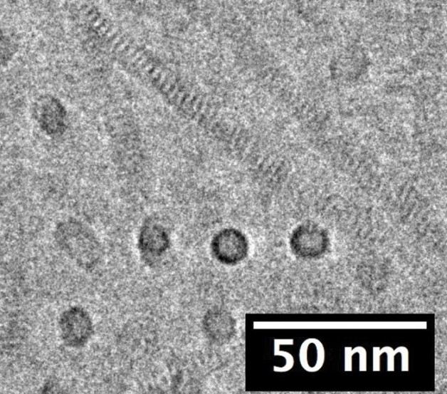 This cryo-electron microscopy image shows the self-assembling nanotubes have the same diameter. The circles are head-on views of nanotubes. The dark-striped features likely result from crystallized peptoid blocks. (Credit: Berkeley Lab)
