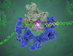 TFIID (blue) as it contacts the DNA and recruits the polymerase (grey) for gene transcription. The start of the gene is shown with a flash of light. (Credit: Eva Nogales/Berkeley Lab)