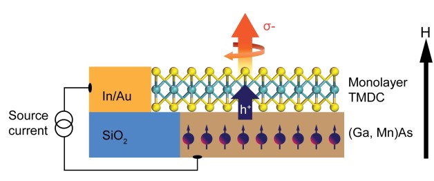 This schematic shows a TMDC monolayer coupled with a host ferromagnetic semiconductor, which is an experimental approach developed by Berkeley Lab scientists that could lead to valleytronic devices. Valley polarization can be directly determined from the helicity of the emitted electroluminescence, shown by the orange arrow, as a result of electrically injected spin-polarized holes to the TMDC monolayer, shown by the blue arrow. The black arrow represents the direction of the applied magnetic field. (Credit: Berkeley Lab)