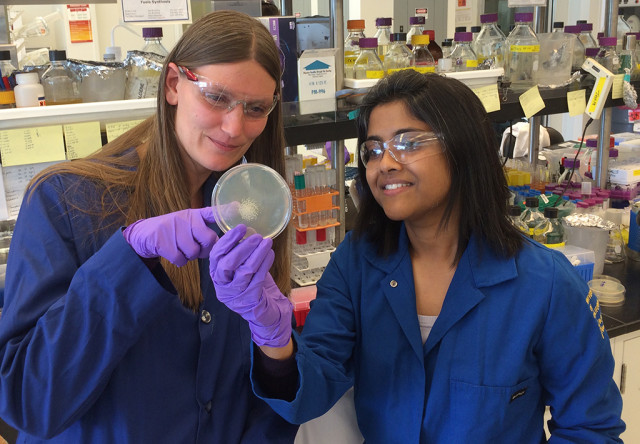 Marijke Frederix (left) and Aindrila Mukhopadhyay in a microbiology lab at the Joint BioEnergy Institute. (Credit: Irina Silva/JBEI, Berkeley Lab) 