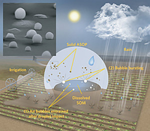 This illustration shows how raindrops generate airborne soil organic particles (ASOP). (1) When droplets hit the soil surface, air bubbles form in puddles containing dissolved soil organic matter (SOM). (2) The bubbles burst at the air/water interface and eject ASOP that solidify to become glassy particles on drying. The insert in the upper left corner shows a scanning electron micrograph image of glassy ASOP collected after a rainstorm in Oklahoma. (Image by Nathan Johnson, PNNL)