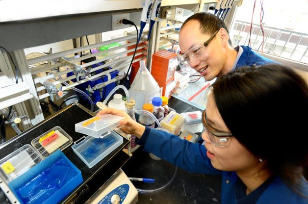 Chris Chang and UC Berkeley graduate student Sumin Lee carry out experiments to find proteins that bind to copper and potentially influence the storage and burning of fat. (Credit: Peg Skorpinski/UC Berkeley)