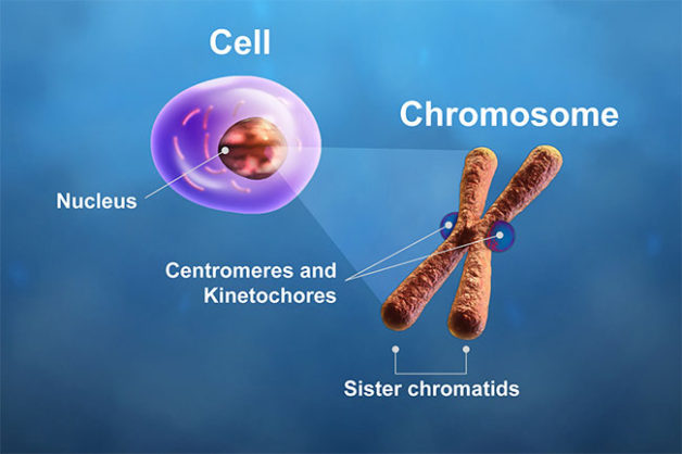 The centromeres and kinetochores of a chromosome play critical roles during cell division. In mitosis, microtubule spindle fibers attach to the kinetochores, pulling the chromatids apart. A breakdown in this process causes chromosome instability. Researchers have linked the overexpression of centromere and kinetochore genes to cancer patient outcome after adjuvant therapies. (Credit: Zosia Rostomian/Berkeley Lab)
