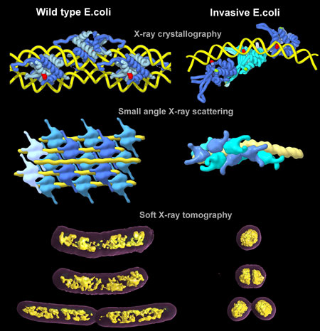 The top two rows show illustrations of crystals and solution structures of bacterial HU proteins with DNA represented by X-ray crystallography and small angle X-ray scattering, respectively. DNA strands are yellow and HU proteins are shades of blue. Soft X-ray tomography was used to visualize bacterial chromatin in wild type and invasive E. coli cells, shown in the bottom row. The chromatin is yellow and the cell membrane is purple. (Credit: Michal Hammel/Berkeley Lab)