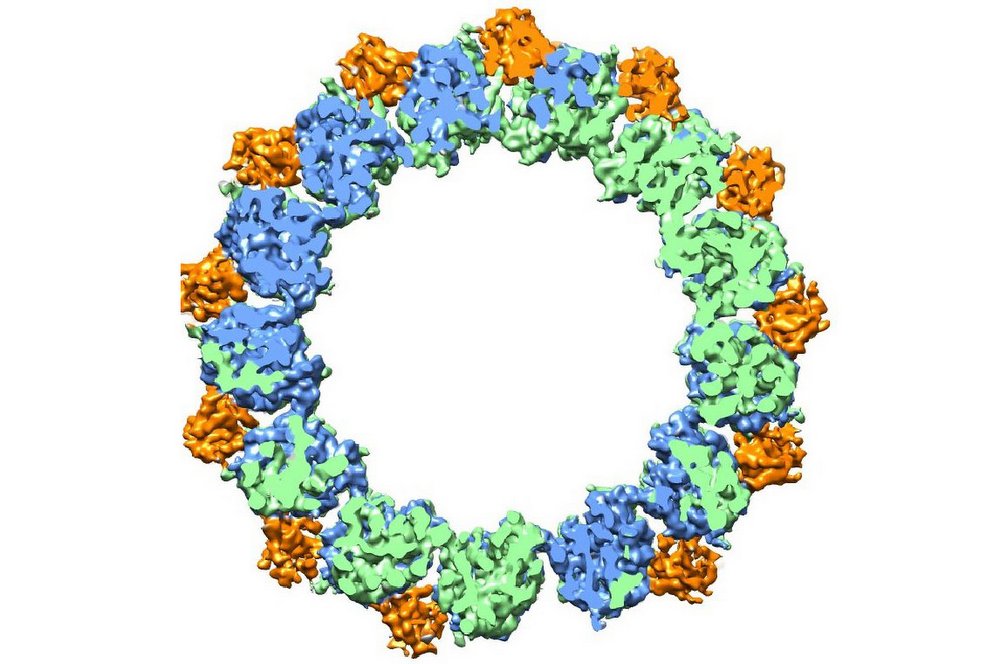 Photo - High-resolution cryoEM imaging and a unique analysis tool enabled this image of a microtubule, a hollow cylinder with walls made up of a mix of tubulin proteins. (Credit: Berkeley Lab)