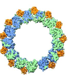 Photo - High-resolution cryoEM imaging enabled and a unique analysis tool enabled this image of microtubule, which are hollow cylinders with walls made up of a mix of tubulin proteins. (Credit: Berkeley Lab)