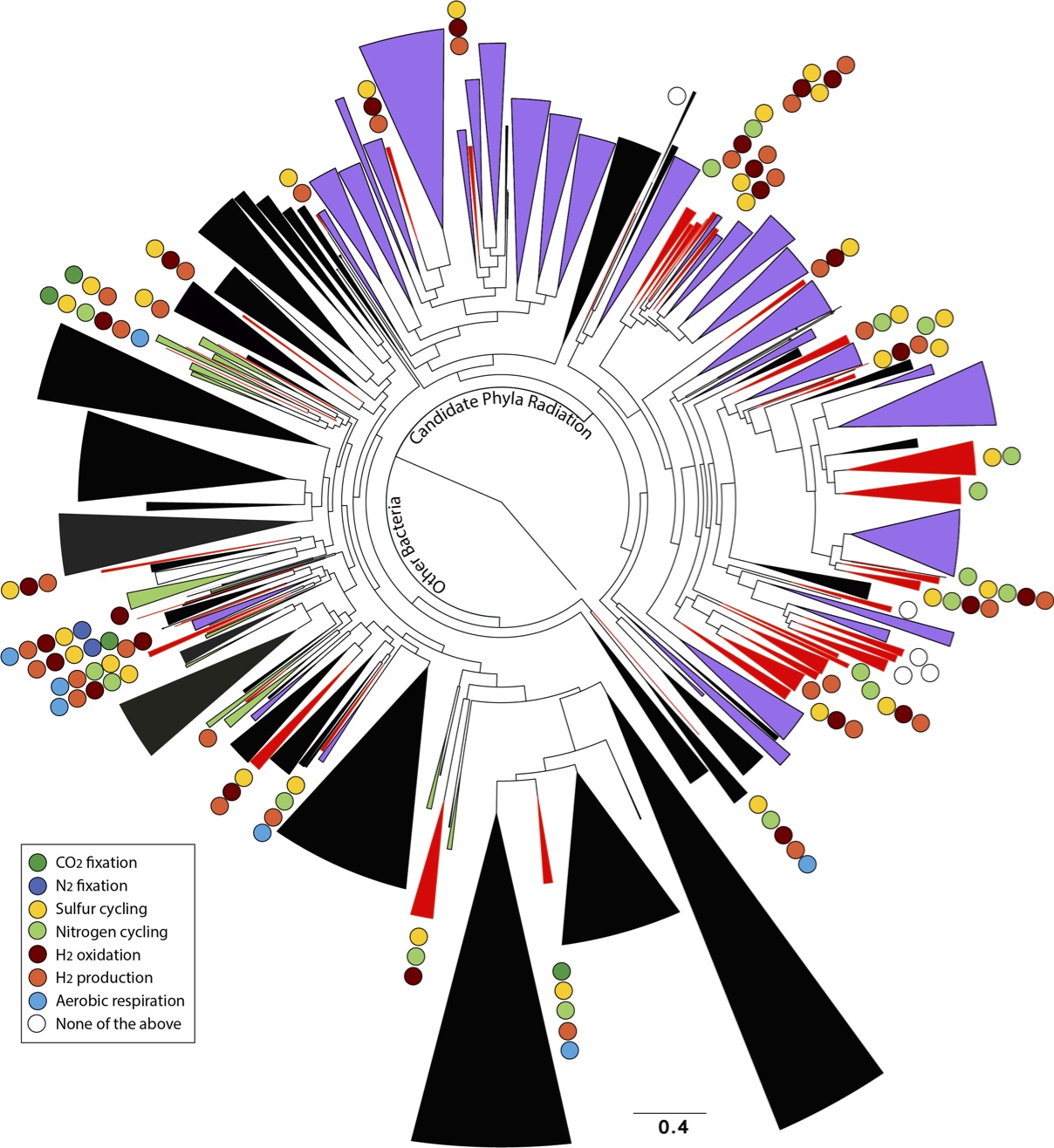 Stunning diversity, visualized. All the known major bacterial groups are represented by wedges in this circular “tree of life.” The bigger wedges are more diverse groups. Green wedges are groups that have not been genomically sampled at the Rifle site—everything else has. Black wedges are previously identified bacteria groups that have also been found at Rifle. Purple wedges are groups discovered at Rifle and announced last year. Red wedges are new groups discovered in this study. Colored dots represent important metabolism processes the new groups help mediate. (Credit: Banfield Group) 