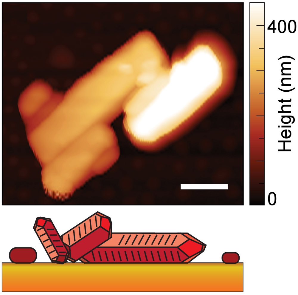 Image - This image shows the crystal shape and height of a material known as PTCDA, with height represented by the shading (white is taller, darker orange is lowest). The scale bar represents 500 nanometers. The illustration at bottom is a representation of the crystal shape. (Credit: Berkeley Lab, CU-Boulder)