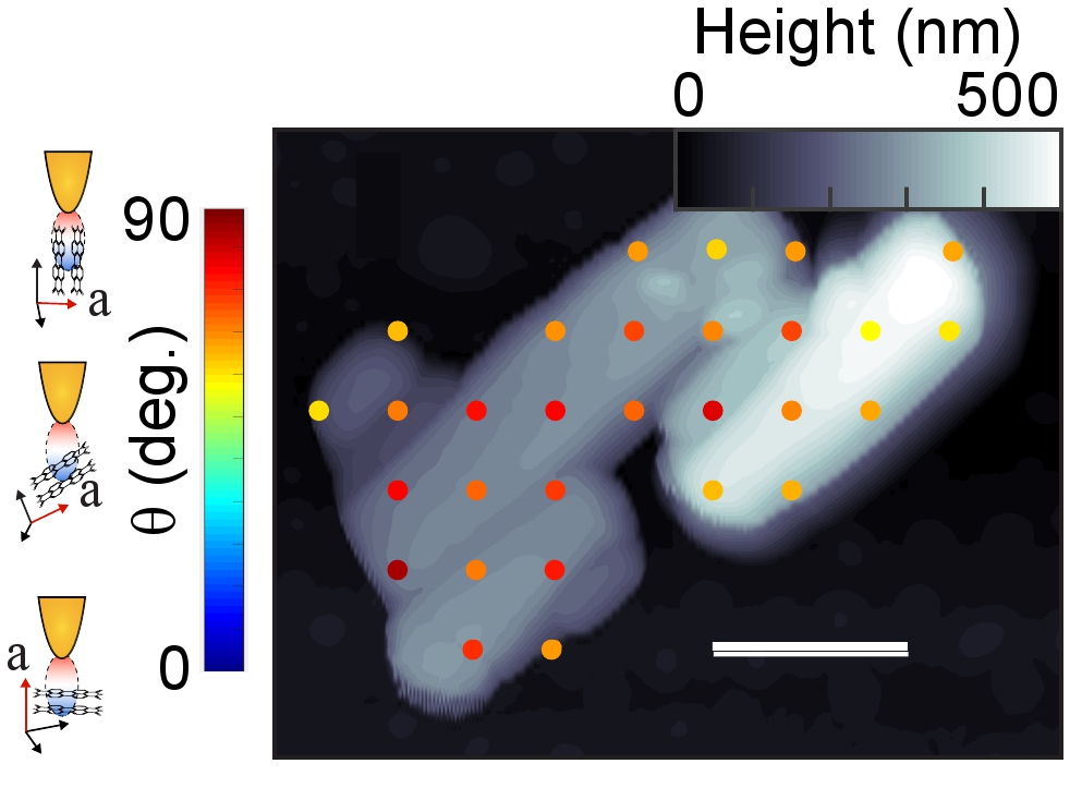 Image - Researchers measured the molecular orientation of crystals (light gray and white) in samples of a semiconductor material known as PTCDA. The scale bar is 500 nanometers. The colored dots correspond to the orientation of the crystals in the color bar to the left.The figures at far left represent the tip of the atomic force microscope with different crystal orientations. (Credit: Berkeley Lab, CU-Boulder)