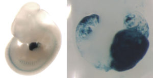 On the left, a mouse embryo showing enhancer activity (blue staining) in the developing heart. On the right, a closeup of this heart, showing that the enhancer is active in the left ventricle, left atrium, and right atrium of the heart. (Credit: Mammalian Functional Genomics Laboratory/Berkeley Lab)