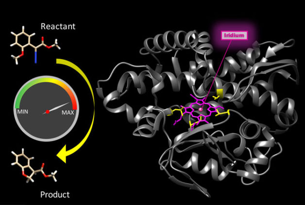The natural enzyme CYP119 (gray ribbon) was modified both by incorporation of a metal site not found in nature (iridium porphyrin, pink) and by evolution (at sites shown in yellow). The resulting bionic enzyme not only catalyzed reactions not possible with natural enzymes (left), but did so at high speed, making this bionic enzyme the first of it class to be comparably fast to a natural counterpart. (Credit: Hanna Key/Berkeley Lab)