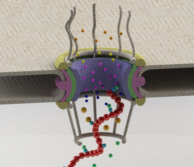 Schematic of a gateway in the nuclear membrane, known as the nuclear pore complex (NPC), and the proteins (shown as spheres) involved in transport and quality control of mRNAs (shown in red). A combination of a multitude of protein-protein interactions enables the cell to distinguish and keep aberrant mRNAs from exiting the nucleus. (Credit: Mohammad Soheilypour/Berkeley Lab)