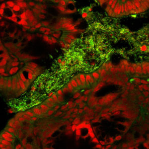 This photo shows the nuclei of mouse epithelial cells (red) and the microbes (green) in the mouse intestine. (Credit: Courtesy of PNNL) 