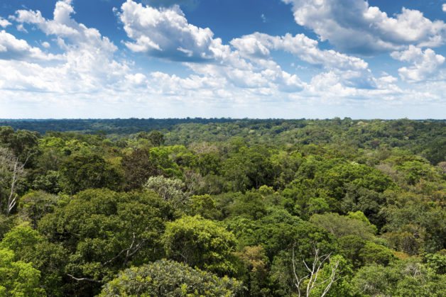 Computer models suggest that tropical and high-latitude ecosystems increased their carbon uptake in recent years because of an uptick in photosynthesis. 