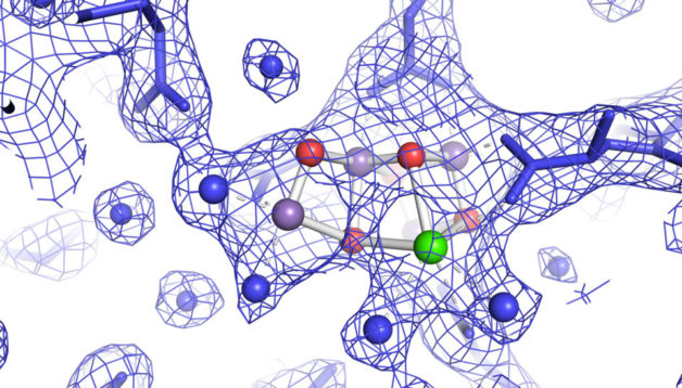 Structure of the oxygen evolving complex in photosystem II in a light-activated state. Water molecules are shown as blue spheres, the four manganese atoms in purple, the calcium in green and the bridging oxygens in red. The blue mesh is the experimental electron density, and the blue solid lines are the protein side chains that provide a scaffold for the catalytic complex.