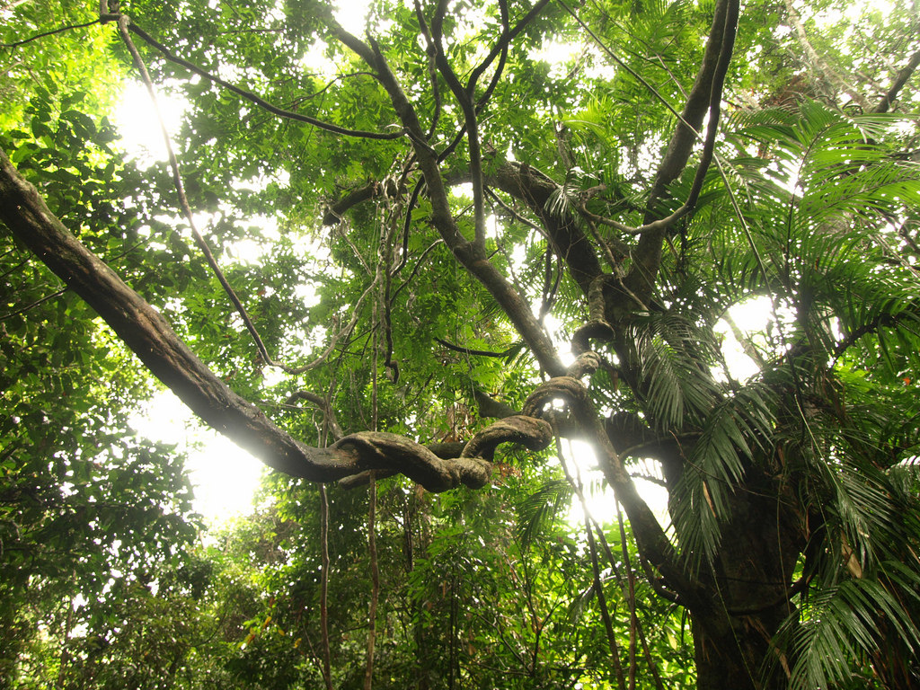 Photo - A rainforest canopy in the area of Kuranda in Queensland, Australia. (Credit: certified_su/Flickr)