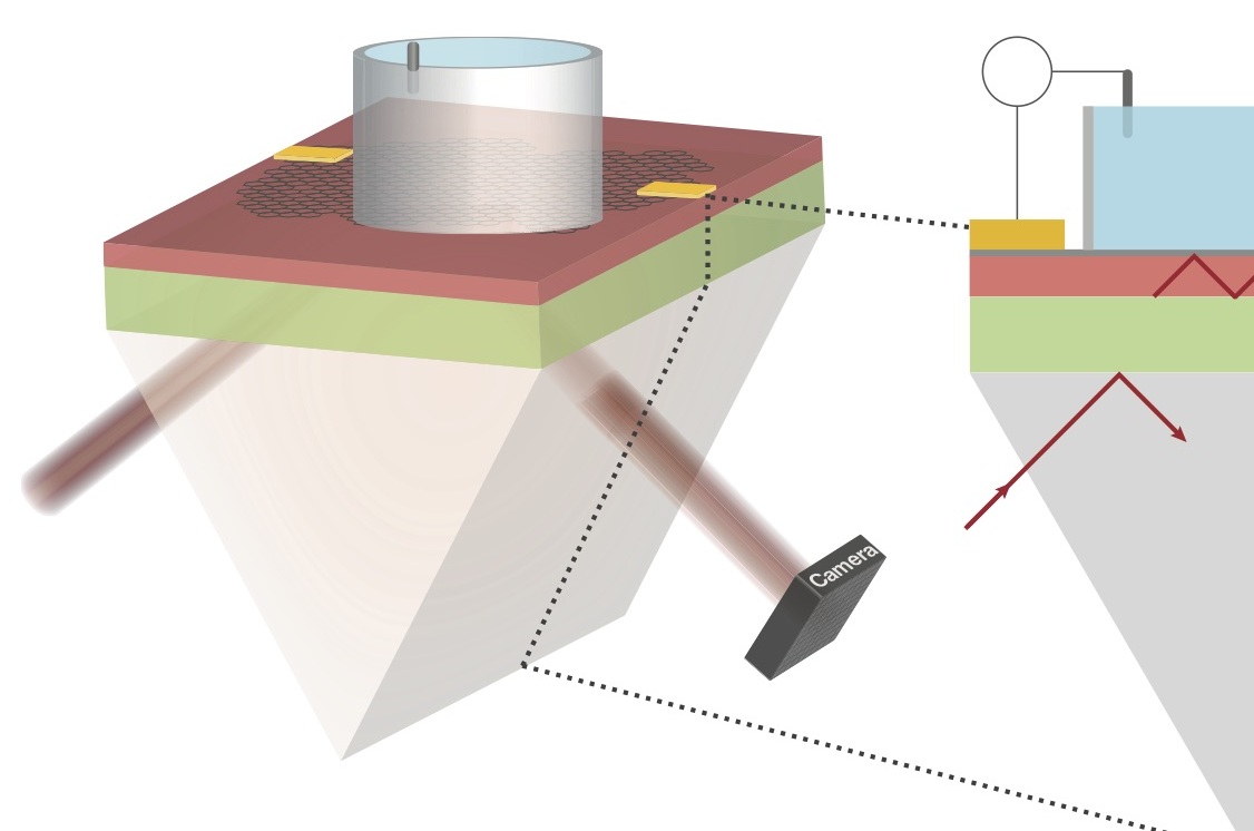 Image - This diagram shows the setup for an imaging method that mapped electrical signals using a sheet of graphene and an infrared laser. The laser was fired through a prism (lower left) onto a sheet of graphene. An electrode was used to send tiny electrical signals into a liquid solution (in cylinder atop the graphene), and a camera (lower right) was used to capture images mapping out these electrical signals. (Credit: Halleh Balch and Jason Horng/Berkeley Lab and UC Berkeley)