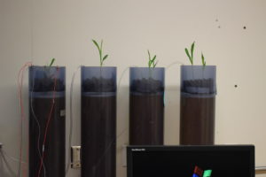Electrodes attached to cor seedlings in the lab. (Photo courtesy Yuxin Wu/Berkeley Lab)