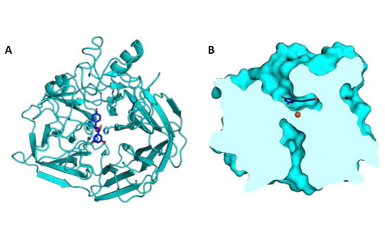 The crystal structure of NOV1, a stilbene cleaving oxygenase, shows the features of this enzyme at atomic resolution. (A) This protein fold view highlights the placement of an iron (orange), dioxygen (red), and resveratrol, a representative substrate (blue) in the active site of the enzyme. (B) This surface slice representation shows the shape of the active site cavity and the arrangement of iron, dioxygen, and resveratrol.