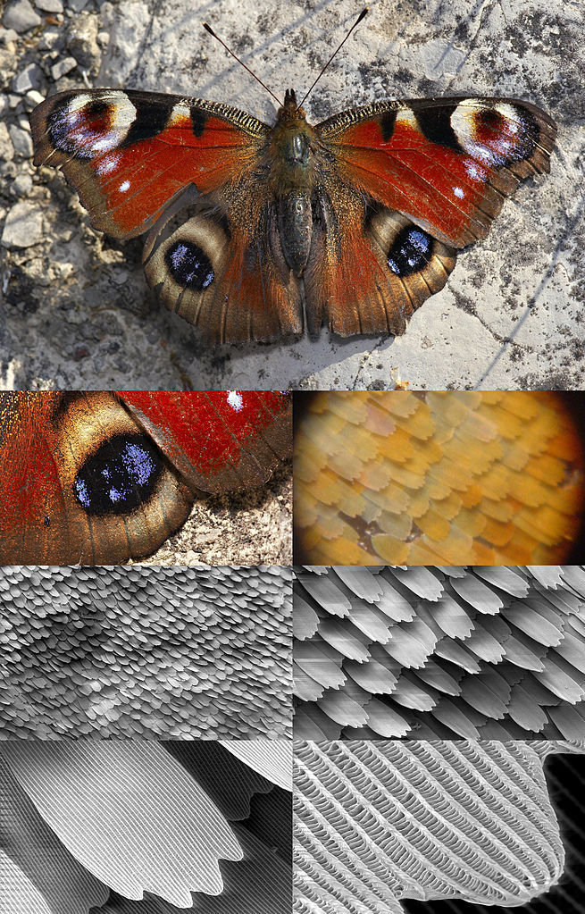 Collage - A collage of images showing butterfly wings at different magnifications. (Credit: Wikimedia Commons)