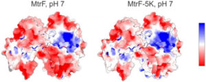 Image - An electrostatic map (left) of a protein studied at Berkeley Lab's Advanced Light Source shows positively charged (blue) and negatively charged (red) regions. At right is a predicted electrostatic map for a mutant form of the protein. (Credit: Berkeley Lab)