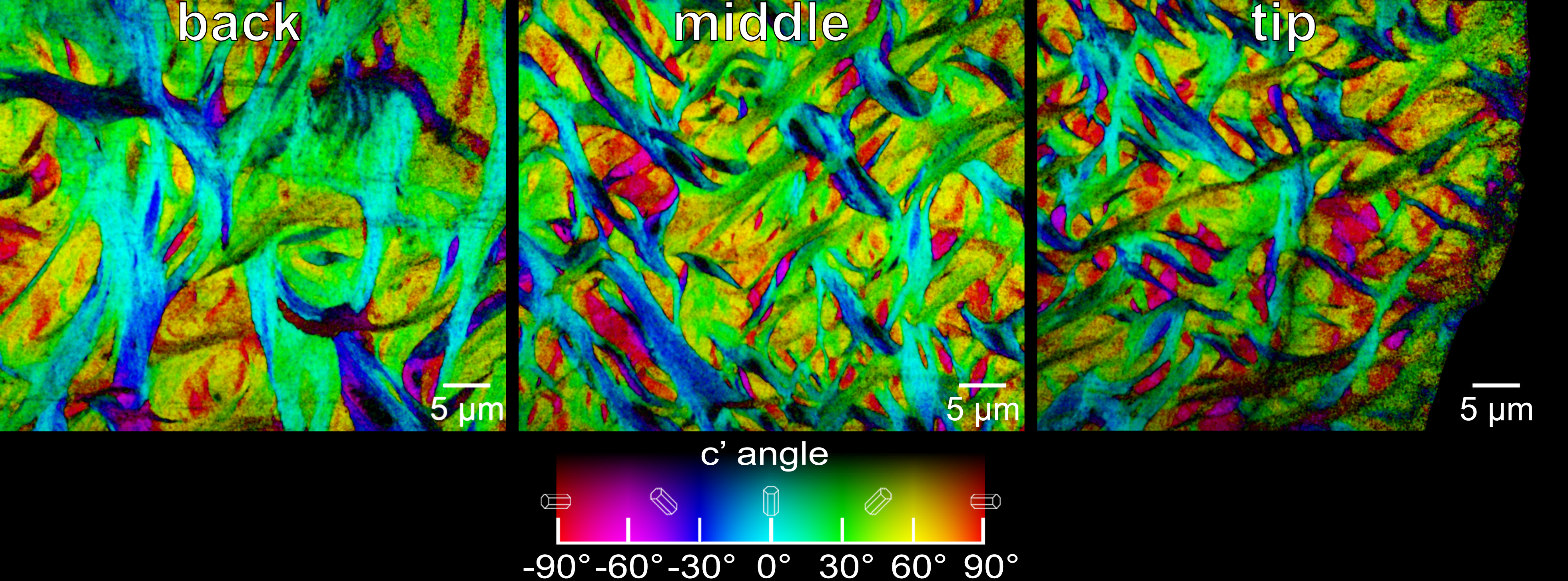 An X-ray-based technique known PIC mapping shows the size and orientation of fibers at the back (left), the middle (center), and the tip (right) of the enameloid layer of a parrotfish’s biting tooth. The orientation angle of the crystals is color-coded (chart at bottom). (Credit: Berkeley Lab)
