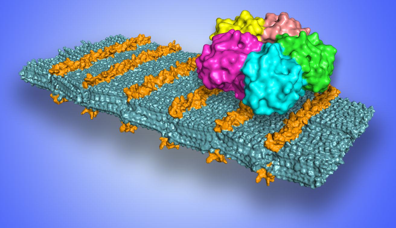 Image - A molecular model of a peptoid nanosheet that shows loop structures in sugars (orange) that bind to Shiga toxin (shown as a five-color bound structure at upper right). (Credit: Berkeley Lab)