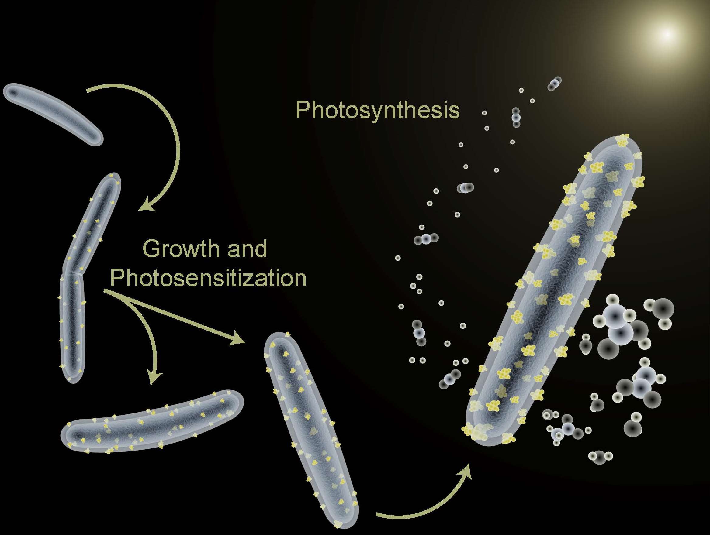 Image - In a 2016 study, Berkeley Lab scientists used the bacterium Moorella thermoacetica in a hybrid artificial photosynthesis system for converting sunlight into valuable chemical products. (Credit: Berkeley Lab)