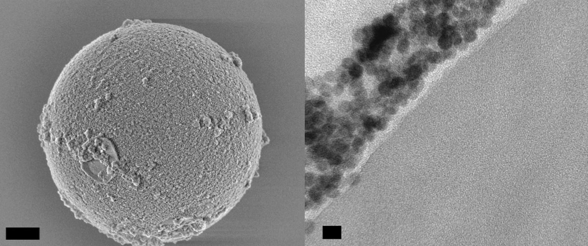 Image - A scanning electron micrograph image (left) of a 5-micron-diameter polystyrene bead that is coated with nanoparticles, and a transmission electron micrograph image (right) that shows a cross-section of a bead, with nanoparticles along its outer surface. The scale bar at left is 1 micron, and the scale bar at right is 20 nanometers. (Credit: Angel Fernandez-Bravo/Berkeley Lab)