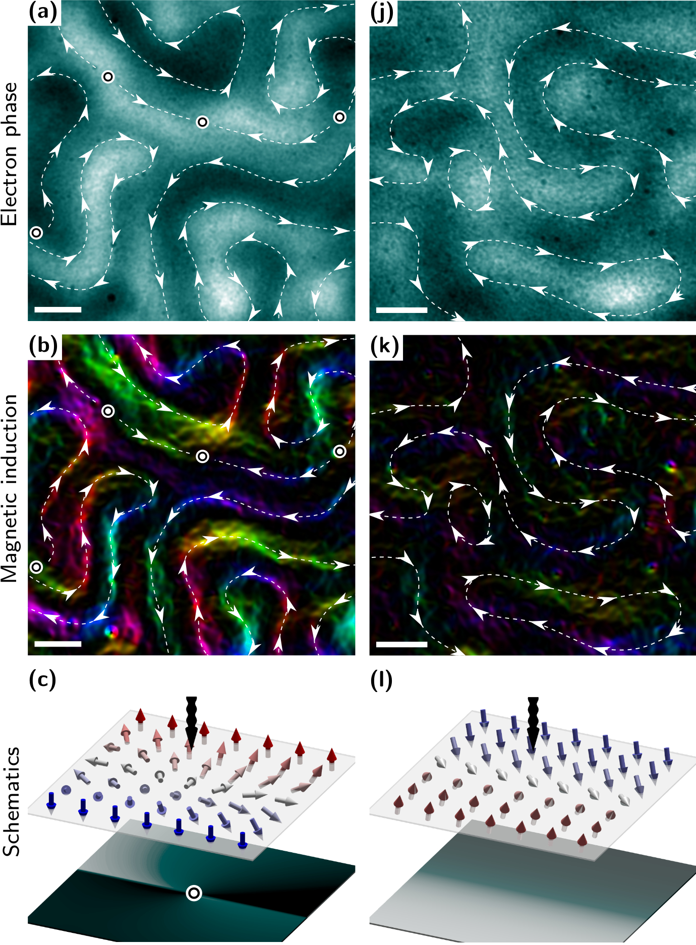 Image - The top row shows electron phase, the second row shows magnetic induction, and the bottom row shows schematics for the simulated phase of different magnetic domain features in multilayer material samples. The first column is for a symmetric thin-film material and the second column is for an asymmetric thin film containing gadolinium and cobalt. The scale bars are 200 nanometers (billionths of a meter). The dashed lines indicate domain walls and the arrows indicate the chirality or “handedness.” The underlying images in the top two rows were producing using a technique at Berkeley Lab’s Molecular Foundry known as Lorentz microscopy. Click the image to view at a larger size. (Credit: Berkeley Lab)