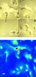 Image - Mouse brain cells called astrocytes are shown in a white light-based image (top) and in an infrared-based image reconstruction produced at Berkeley Lab (bottom). (Credit: Berkeley Lab)