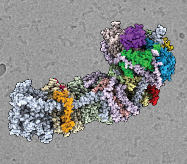 Molecular Blueprint Advances Understanding of Photosynthesis – News Center