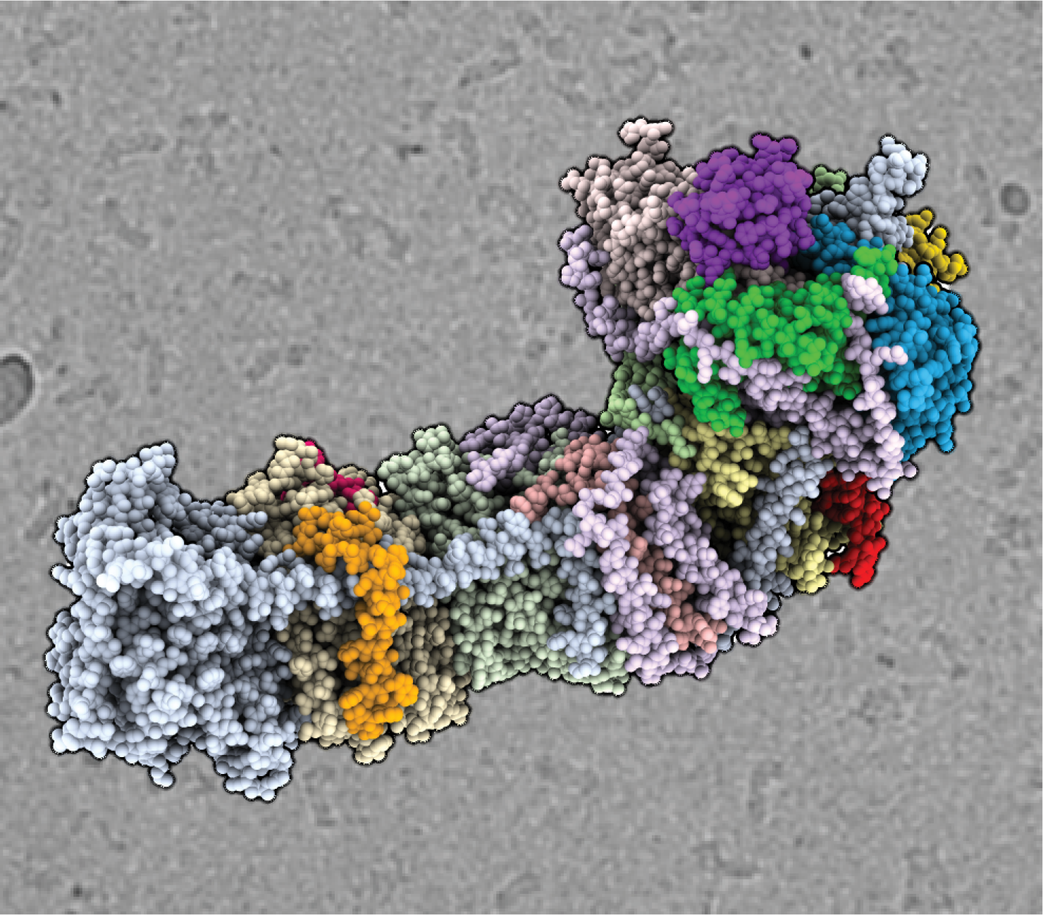 Image - The cryo-EM structure of the NAD(P)H dehydrogenase-like complex (NDH). The atomic coordinate model shown as spheres, colored according to the different subunits, in front of an electron micrograph of frozen NDH particles in the background. (Credit: Thomas Laughlin/UC Berkeley and Berkeley Lab)