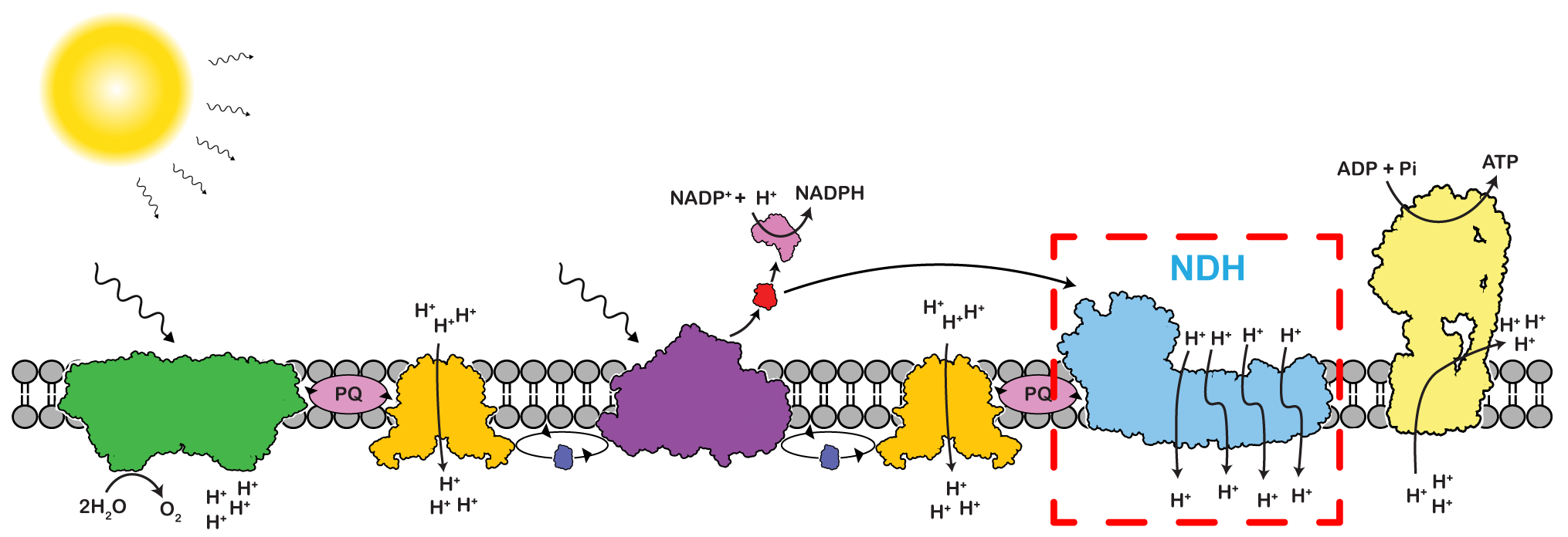 Illustration - Cartoon schematic of electron transport chain of photosynthesis in which energy from sunlight creates high-energy electrons that are shuttle among various protein complexes. The electron shuttling process is coupled with proton pumps that power ATP formation by ATP synthase.  An electron can flow linearly to power NADPH formation or it can be cycled between photosystem I and NDH to boost ATP synthesis. (Credit: Thomas Laughlin/UC Berkeley and Berkeley Lab).