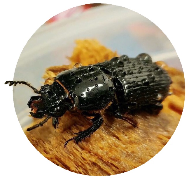 closeup photo of passalid beetle 
