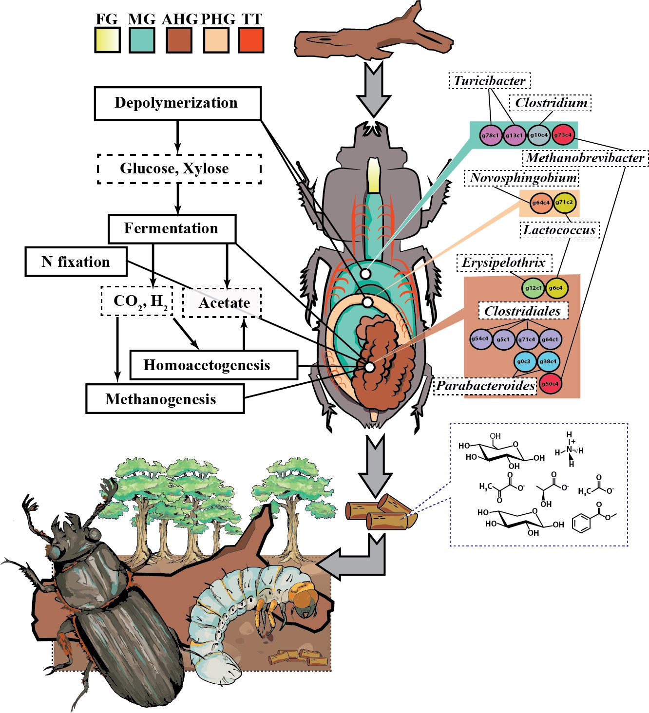 A diagram of the passalid beetle’s compartmentalized gut, and the distribution of metabolic processes and microbial composition by compartment.
