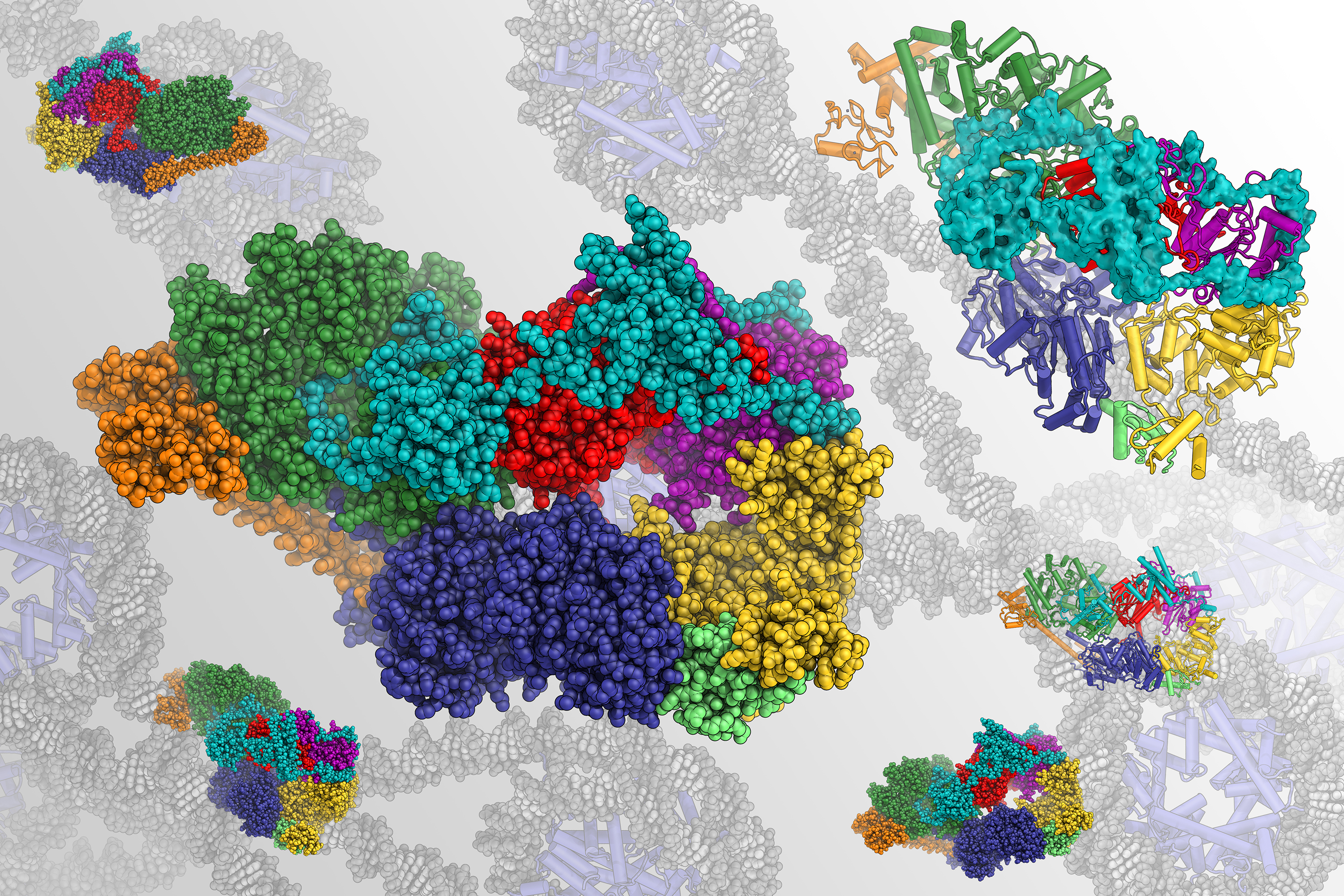 Structure of human TFIIH, a large protein assembly that acts to help repair and read our genome. Shown in the foreground is the a rendering of the overall architecture, and in the background it interacts with DNA helices.