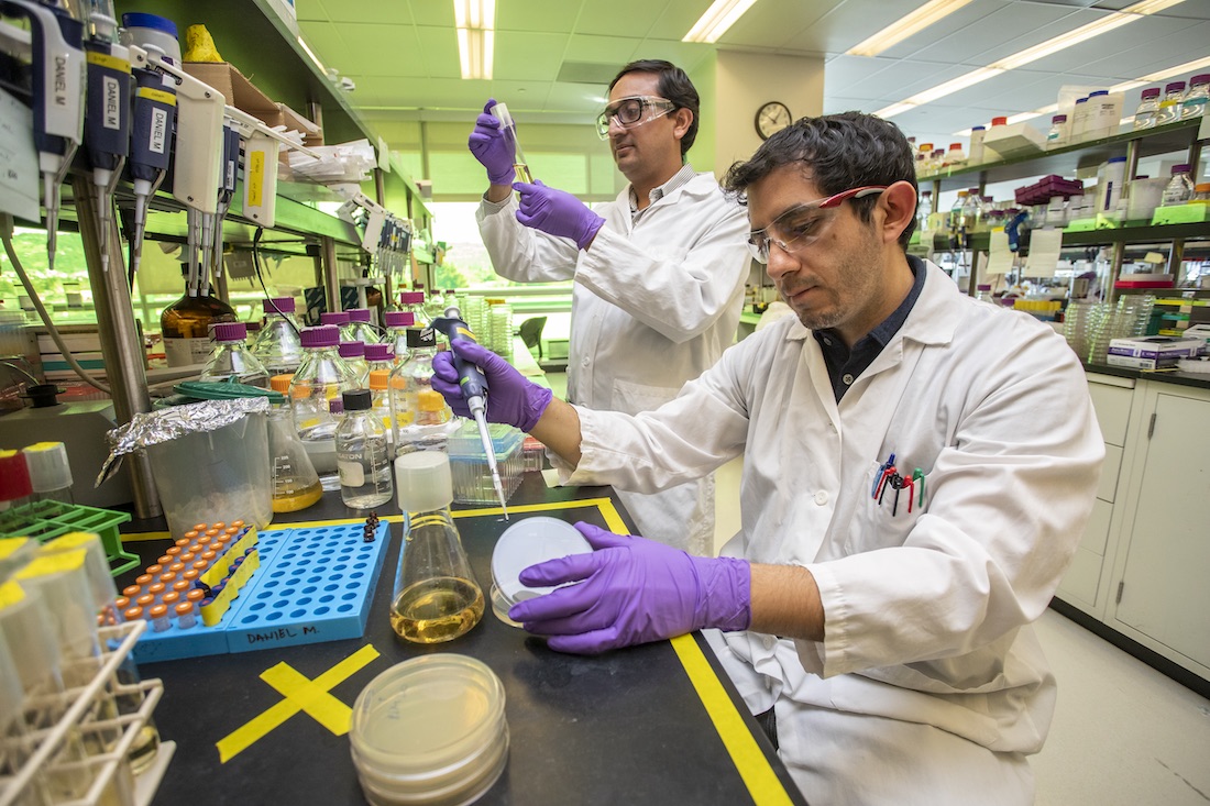Scientists Daniel Mendoza and Nawa Baral at work in a lab at the Joint BioEnergy Institute